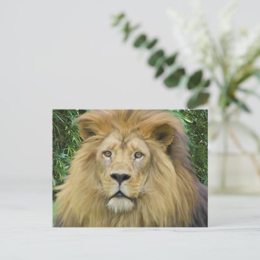 ザライオン ポストカード (スタンド正面)