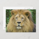 ザライオン ポストカード (正面/裏面)