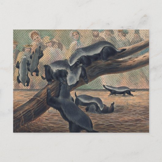 ザラテルズバイジョセフウルフ ポストカード (正面)