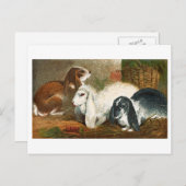 ザラビットトリオ ポストカード (正面/裏面)