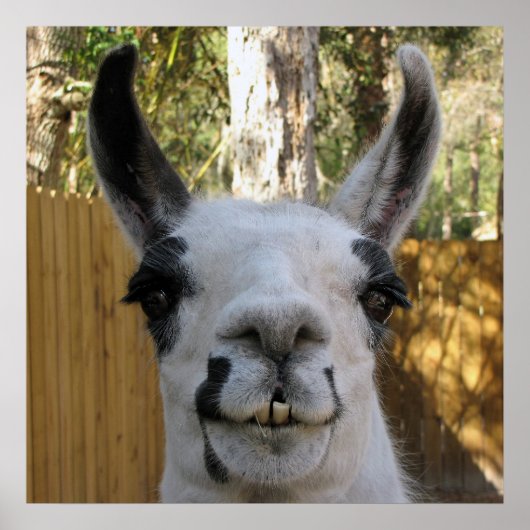 ザラマ ポスター (正面)