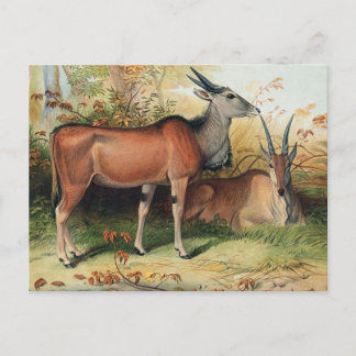 ザランドバイジョセフウルフ ポストカード