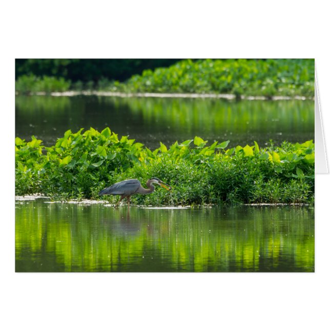ザリガニの食事時間 (正面横)