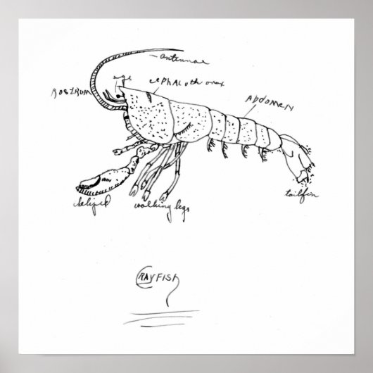 ザリガニ解剖学教室1925 ポスター (正面)