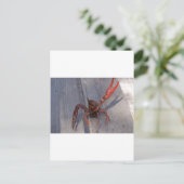 ザリガニ1匹 ポストカード (スタンド正面)