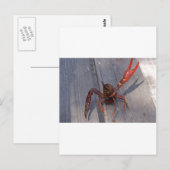 ザリガニ1匹 ポストカード (正面/裏面)