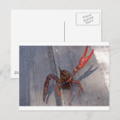 ザリガニ1匹 ポストカード (正面/裏面)