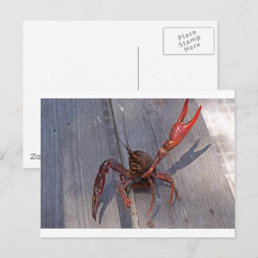 ザリガニ1匹 ポストカード (正面/裏面)