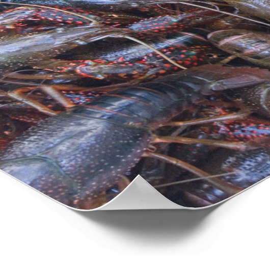 ザリガニ ポスター (角)