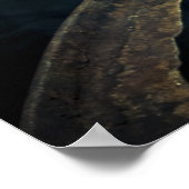 ザリガニ ポスター (角)