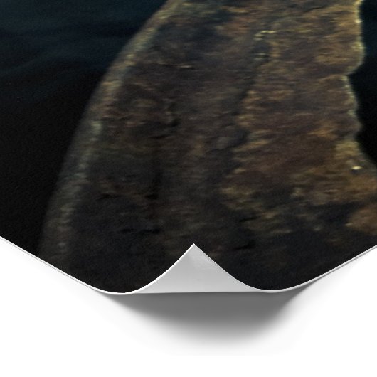 ザリガニ ポスター (角)