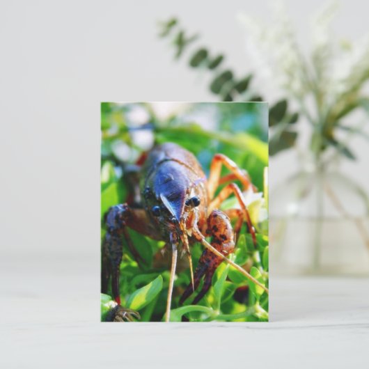 ザリガニ ポストカード (スタンド正面)