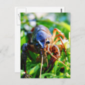 ザリガニ ポストカード (正面/裏面)