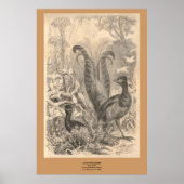 ザリレ鳥 ポスター (正面)