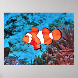 ザリーフのピエロ ポスター