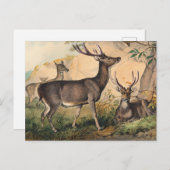 ザルサディアバイジョセフウルフ ポストカード (正面/裏面)