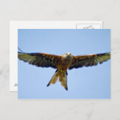 ザレッドカイト ポストカード (正面/裏面)