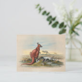 ザレッドカンガルーバイジョセフウルフ ポストカード (スタンド正面)