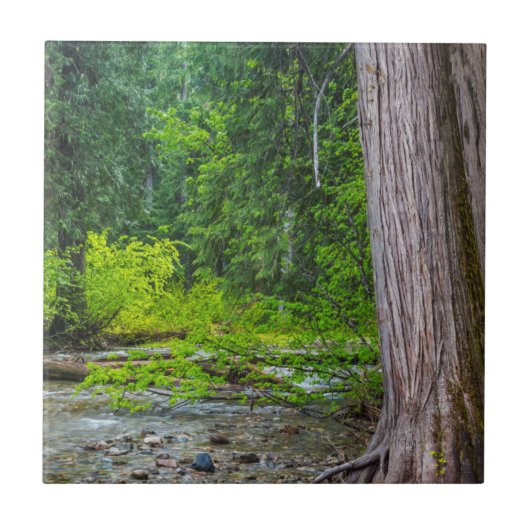 ザロスクリークシーダーズシーニックエリア タイル (正面)