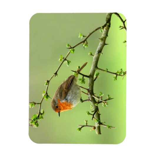 ザロビン マグネット (縦)