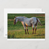 ザローンマーレ ポストカード (正面/裏面)