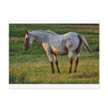 ザローンマーレ