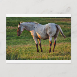 ザローンマーレ ポストカード