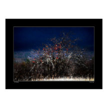 ザワイルドリンゴ