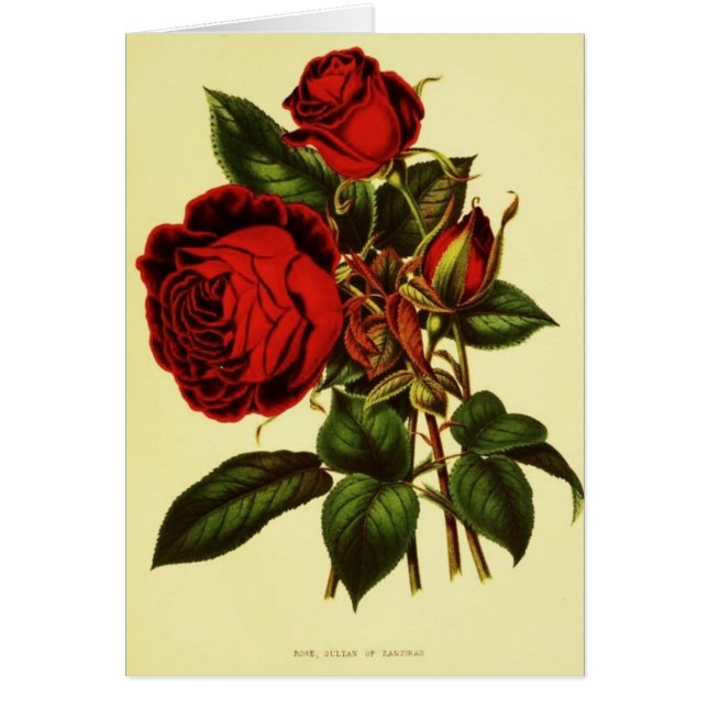 ザンジバルのサルタンは上がりました (正面)