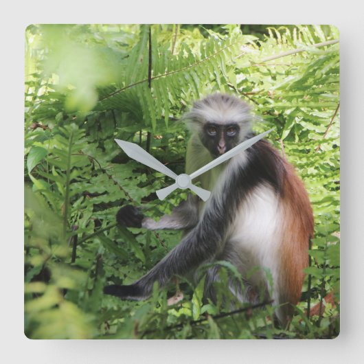 ザンジバル猿時計 スクエア壁時計 (正面)