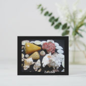 ザンジバル貝 ポストカード (スタンド正面)