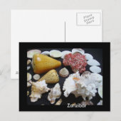 ザンジバル貝 ポストカード (正面/裏面)