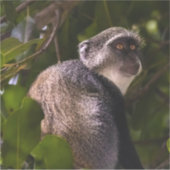 ザンジバル・ブルー・モンキー シール (正面)