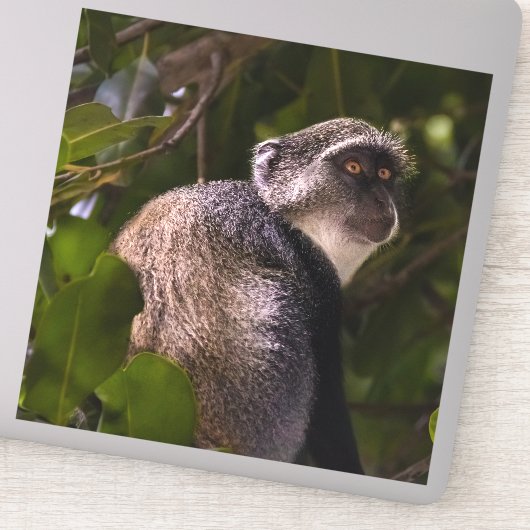 ザンジバル・ブルー・モンキー シール (詳細)