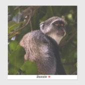 ザンジバル・ブルー・モンキー シール (シート)