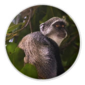 ザンジバル・ブルー・モンキー セラミックノブ (正面)