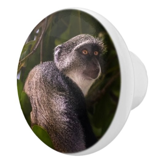 ザンジバル・ブルー・モンキー セラミックノブ (右)