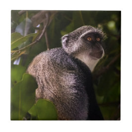 ザンジバル・ブルー・モンキー タイル