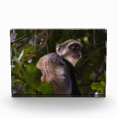 ザンジバル・ブルー・モンキー フォトブロック (正面)