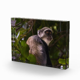 ザンジバル・ブルー・モンキー フォトブロック