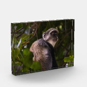 ザンジバル・ブルー・モンキー フォトブロック (左)