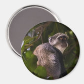 ザンジバル・ブルー・モンキー マグネット (正面/裏面)