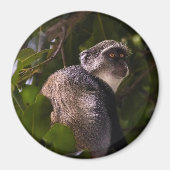 ザンジバル・ブルー・モンキー マグネット (正面)