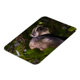 ザンジバル・ブルー・モンキー マグネット