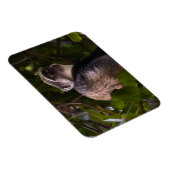 ザンジバル・ブルー・モンキー マグネット (右側)