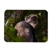 ザンジバル・ブルー・モンキー マグネット (横)