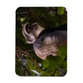 ザンジバル・ブルー・モンキー マグネット (縦)