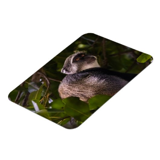 ザンジバル・ブルー・モンキー マグネット (左側)