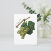 ザヴェルデルホ葡萄 ポストカード (スタンド正面)