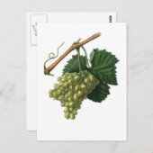 ザヴェルデルホ葡萄 ポストカード (正面/裏面)